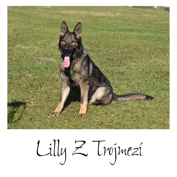 German shepherds sold | Best German Shepherds Experts - K-9