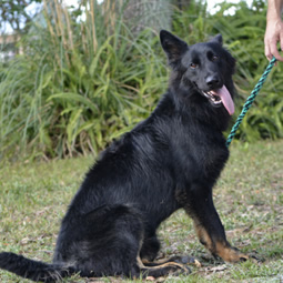 German Shepherd performing the sit command during Level 1 obedience training session with a professional trainer at the Ocala training field