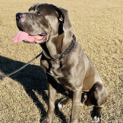 Dog undergoing aggression rehabilitation in a secure training facility with hands-free kennel system at K-9 Specialists in Georgia